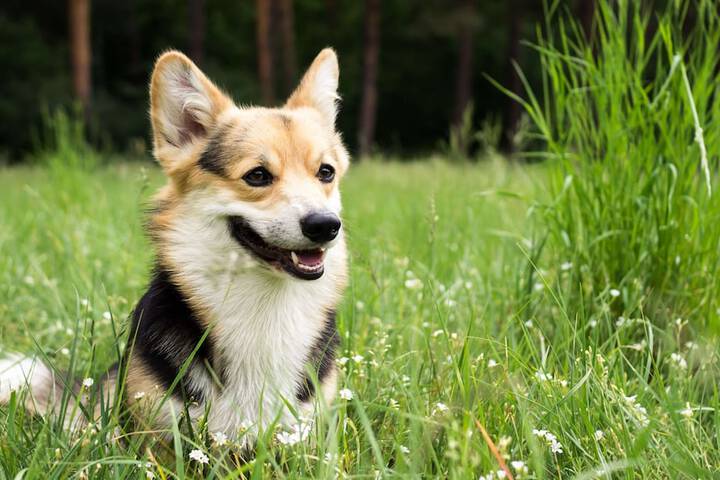 Pet Friendly 34 of 51