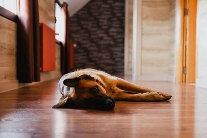 Pet Friendly 52 of 72