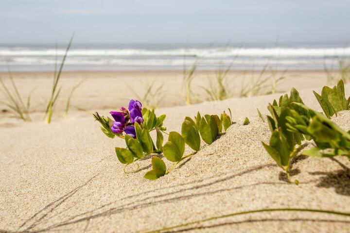 Beach 27 of 29