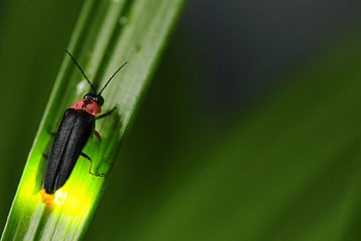 ・[Others] Genji firefly can be seen from mid-July to early August
