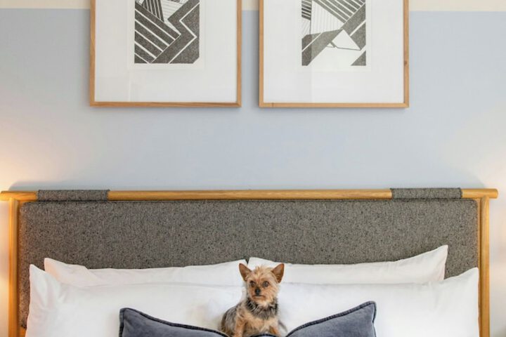 Pet Friendly 55 of 77