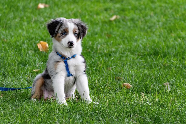 Pet Friendly 26 of 35