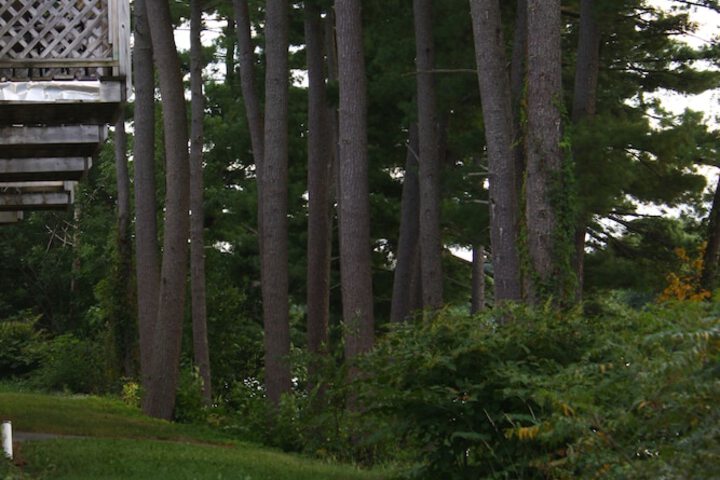 Property Grounds 16 of 26