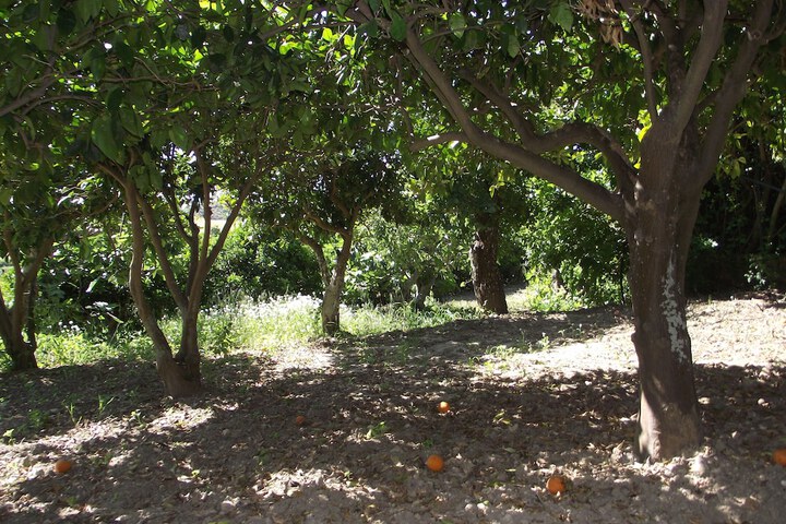 Property Grounds 55 of 94