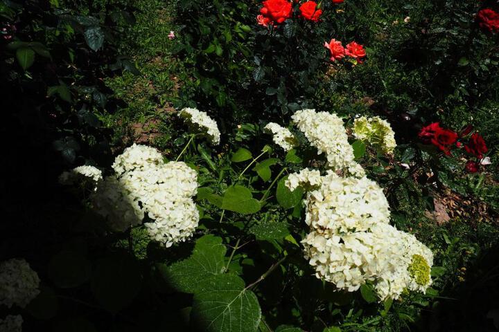 General 50 of 79