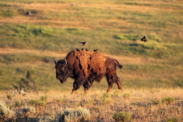 Game viewing