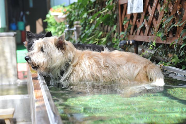 Pet Friendly 22 of 92