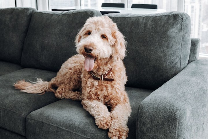 Pet Friendly 52 of 67