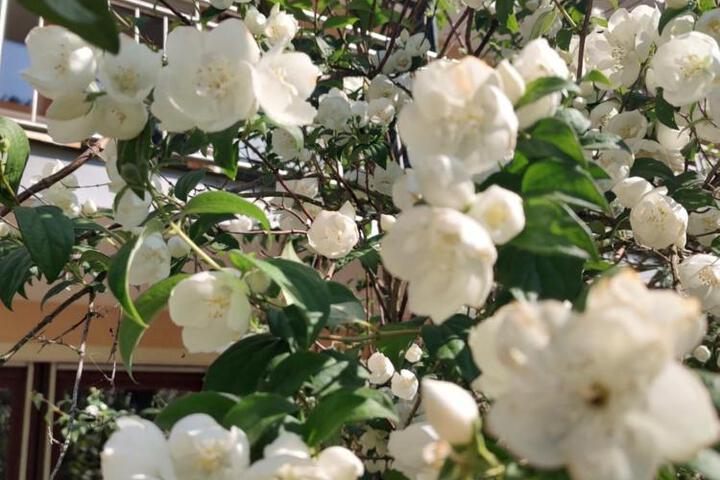 General 75 of 82
