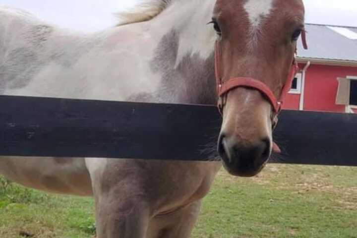 Horseback riding