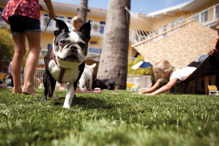 Pet-friendly