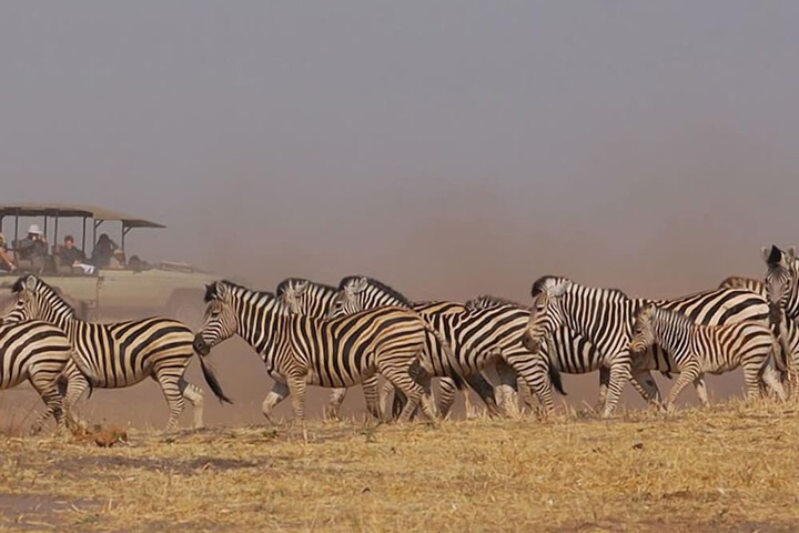 Safari