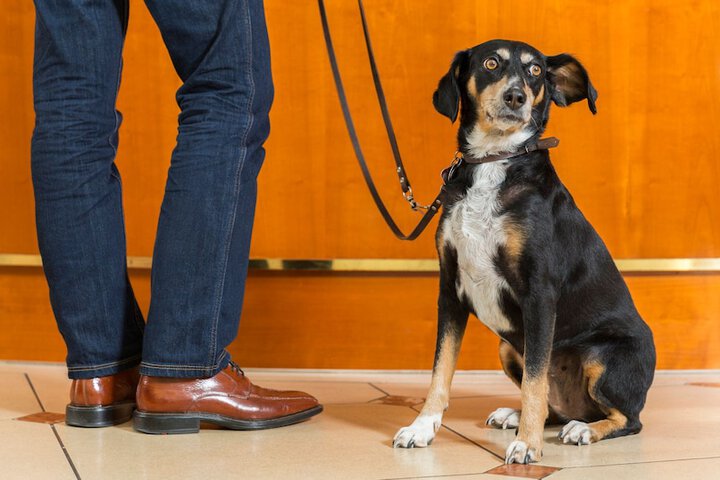 Pet Friendly 21 of 36