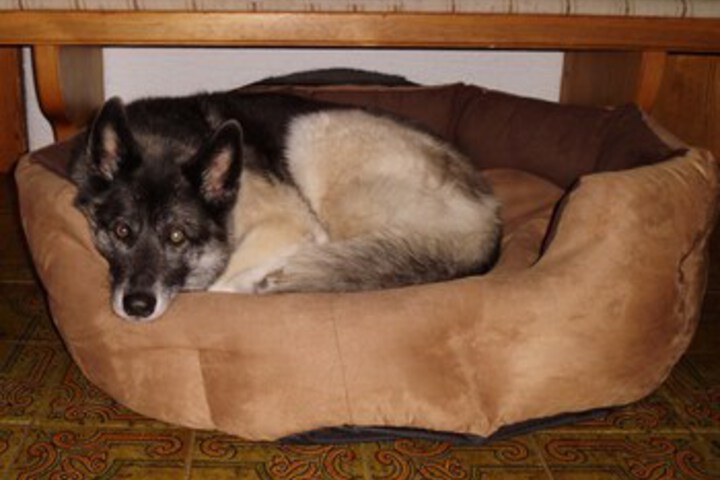 Pet Friendly 68 of 111