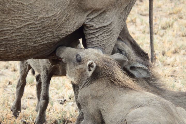 Safari