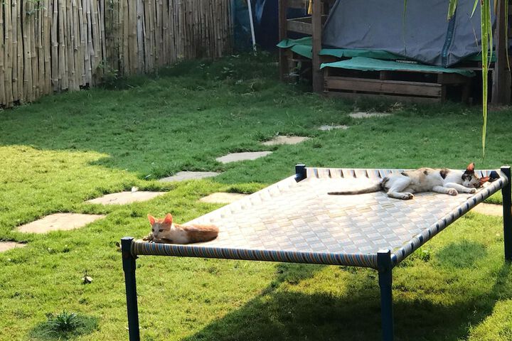Pet Friendly 25 of 50