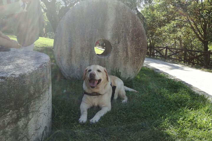 Pet Friendly 21 of 61