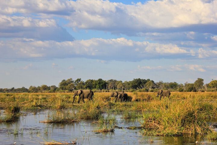 Safari