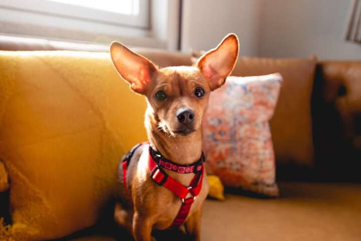 Pet Friendly 35 of 43