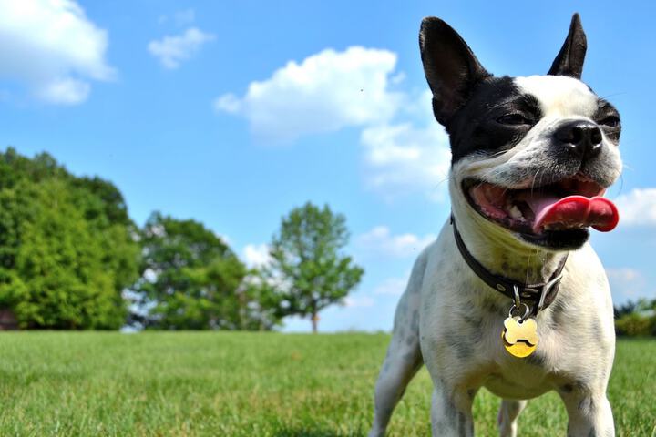 Pet Friendly 37 of 56