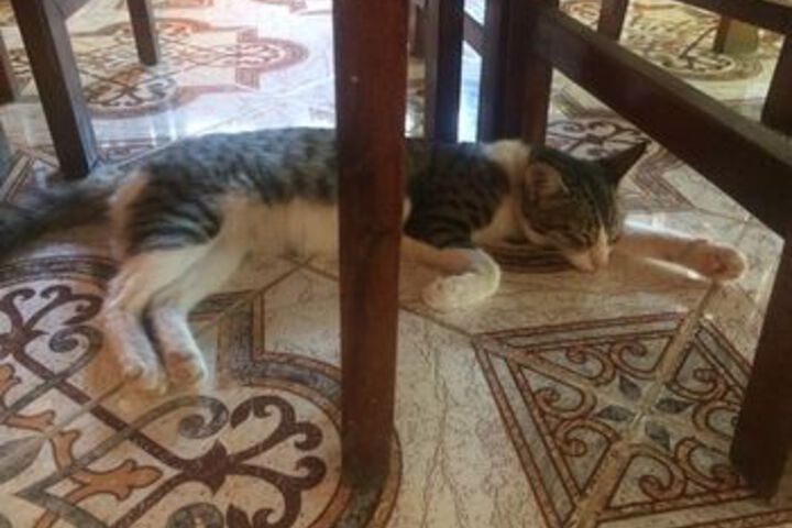 Pet Friendly 18 of 23