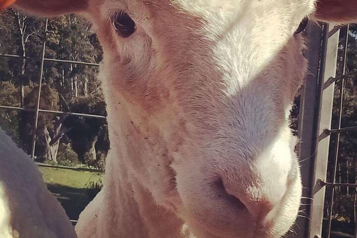 Pet Friendly 10 of 20