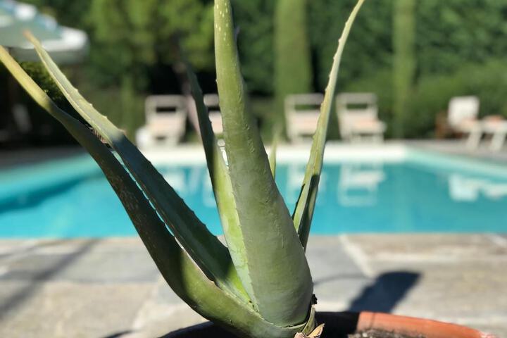 Hotel Pool