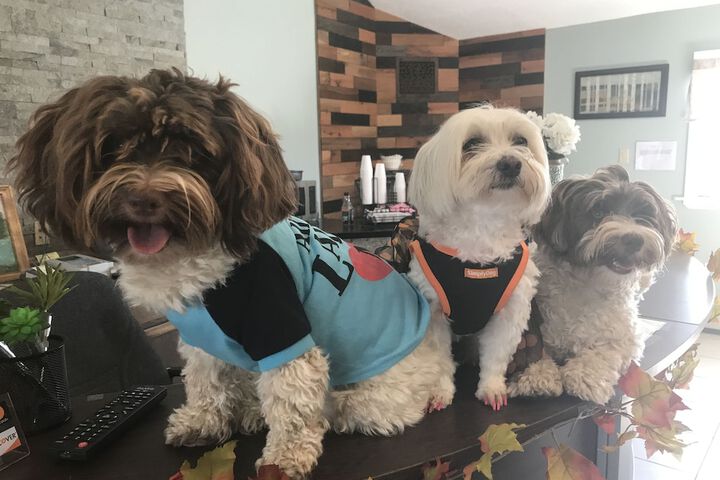 Pet Friendly 88 of 104