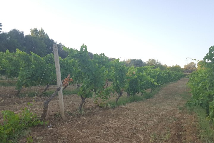 Vineyard