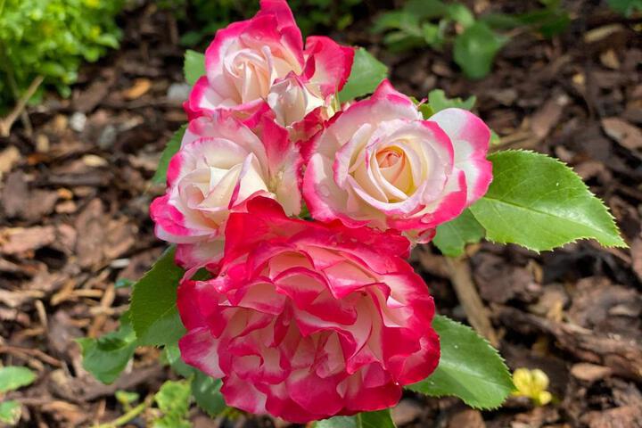Photo 26