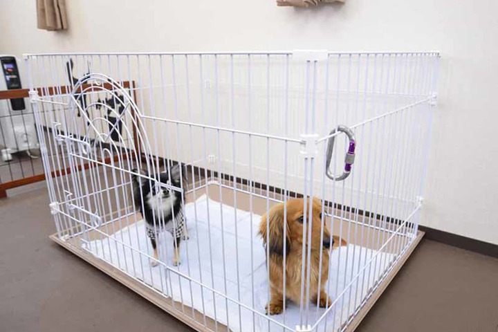 Pet-friendly