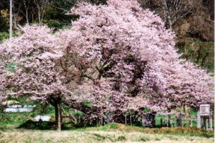 [Sightseeing around] Sakura Ishibe
