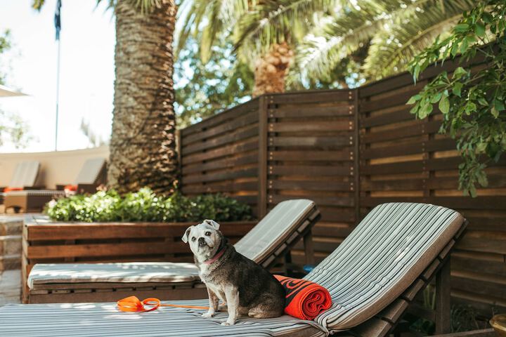 Pet-friendly