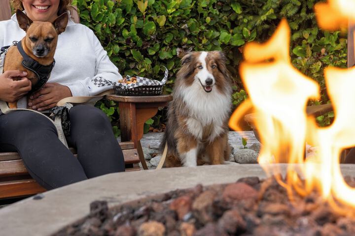 Pet-friendly amenities