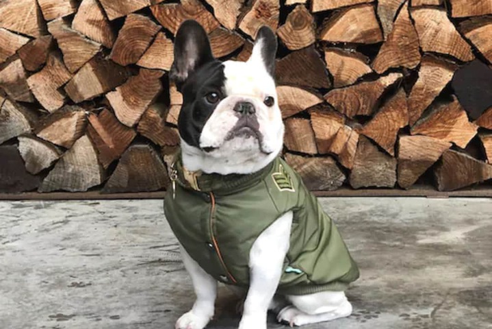 Pet Friendly 104 of 129