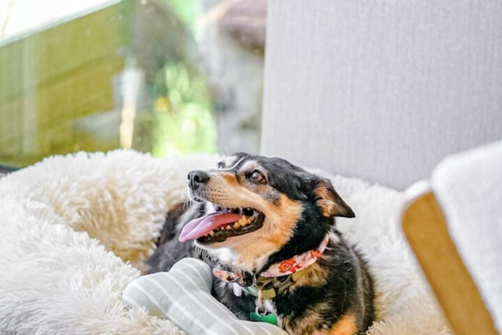 Pet Friendly 84 of 102