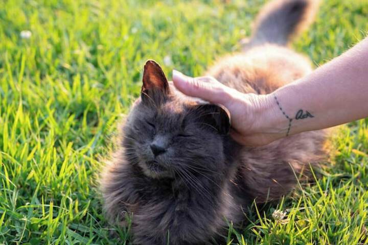 Pet Friendly 61 of 115