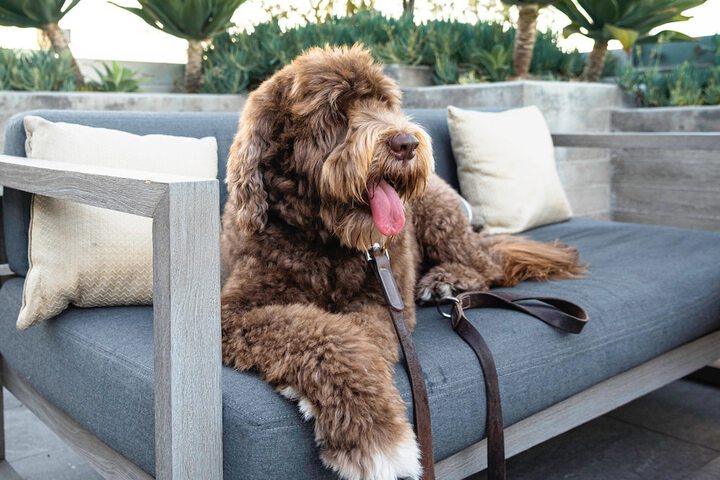 Pet-friendly