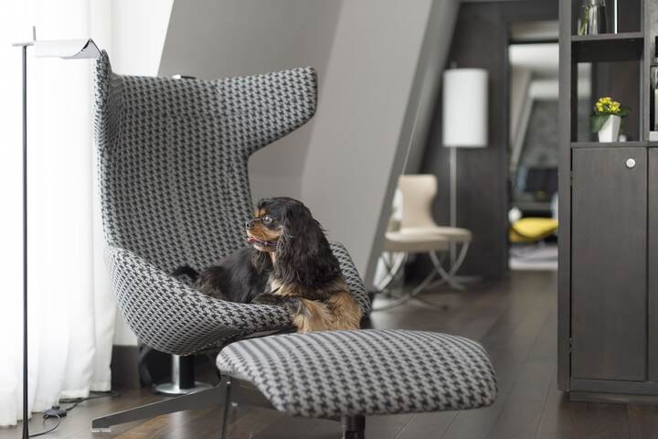 Pet Friendly 40 of 77
