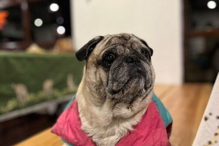 Pet Friendly 41 of 97