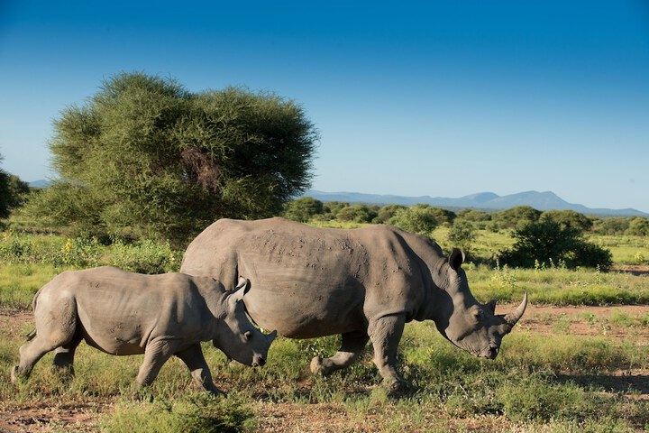 Safari