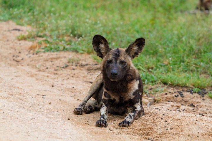 Safari