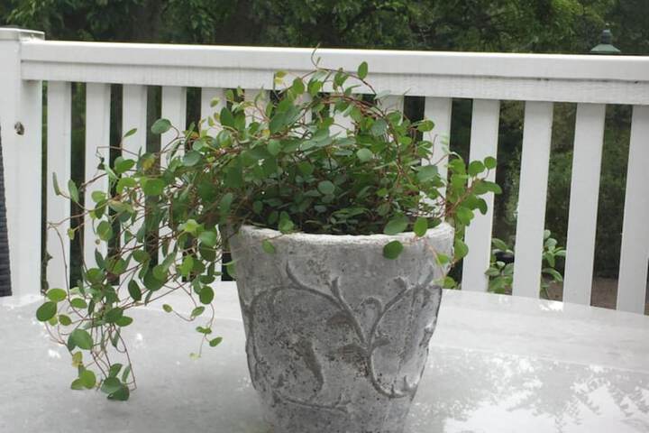 Terrace/Patio 26 of 57