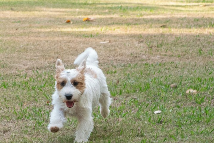 Pet Friendly 70 of 92