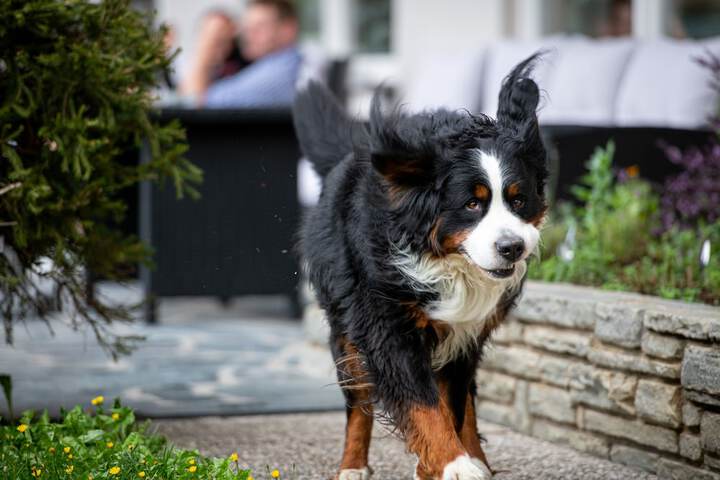 Pet Friendly 45 of 55