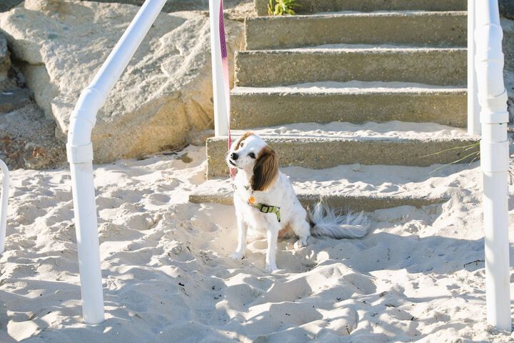 Pet Friendly 151 of 230