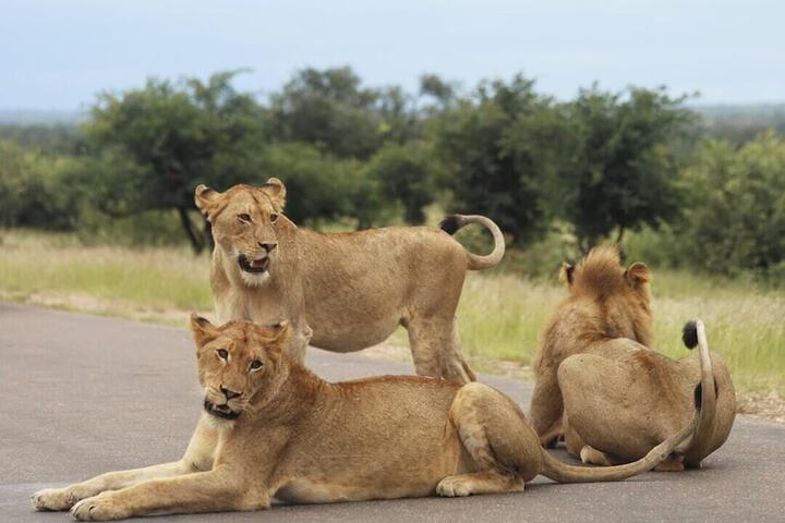 Game viewing
