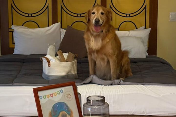 Pet-friendly