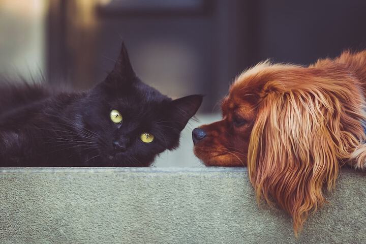 Pet Friendly 48 of 67