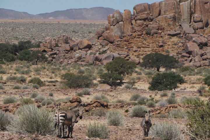 Safari